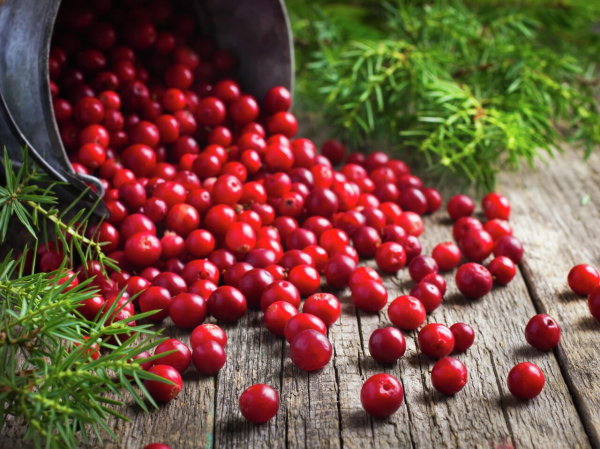 Клюква для здоровья мужчин: польза, вред и правда о влиянии на потенцию