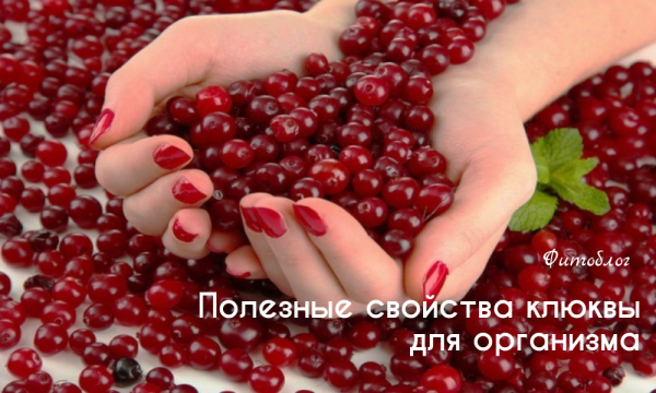 Клюква для здоровья мужчин: польза, вред и правда о влиянии на потенцию
