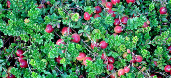 Клюква для здоровья мужчин: польза, вред и правда о влиянии на потенцию