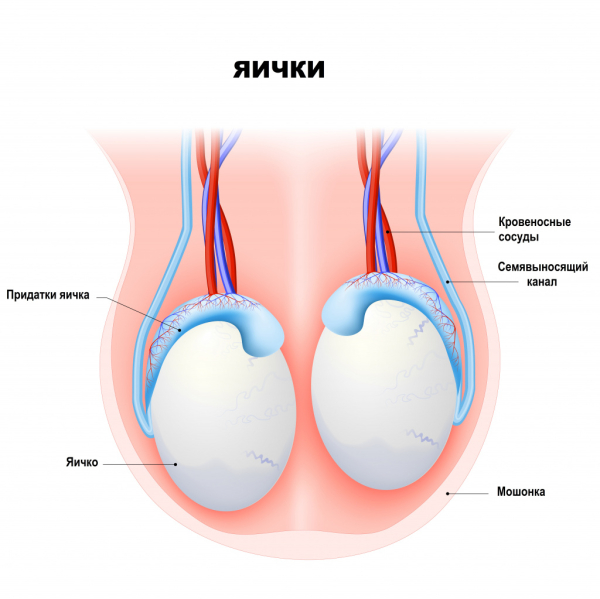 Опухло яичко у мужчины, болит &mdash; основные причины, способы лечения