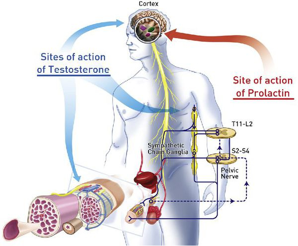 Спинальная импотенция: причины, симптомы и методы лечения