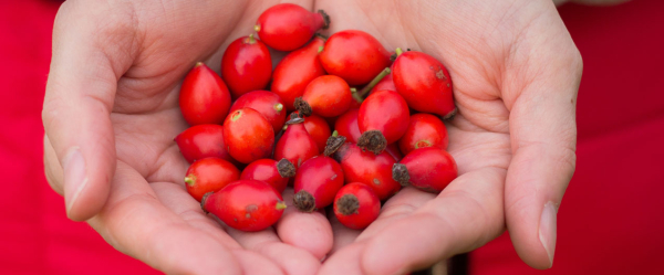 Шиповник &mdash; народное средство для повышения мужской потенции