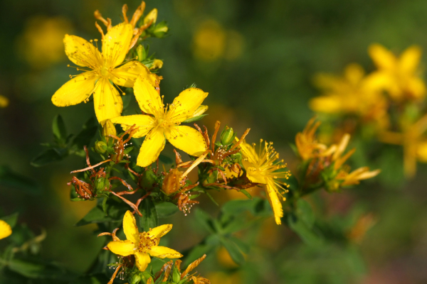 Зверобой для мужчин: влияние на потенцию, рецепты для эрекции