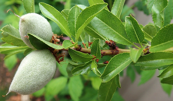 Полезные свойства и противопоказания миндаля для мужчин