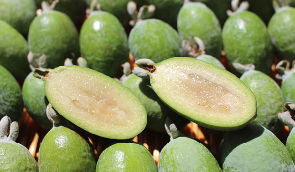 Польза и вред фейхоа для организма мужчины, как влияет на потенцию фрукт