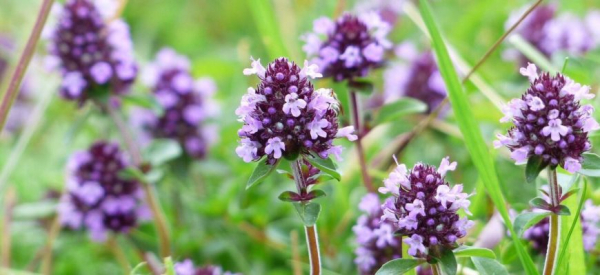 Чабрец &ndash; полезные свойства и противопоказания для мужчин, рецепты