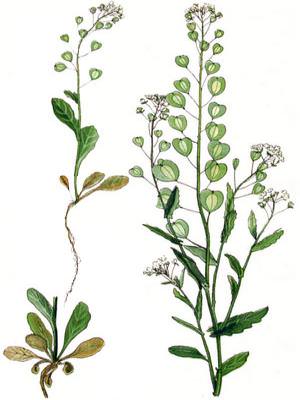 Ярутка &mdash; полезные свойства, вред и противопоказания для мужчин