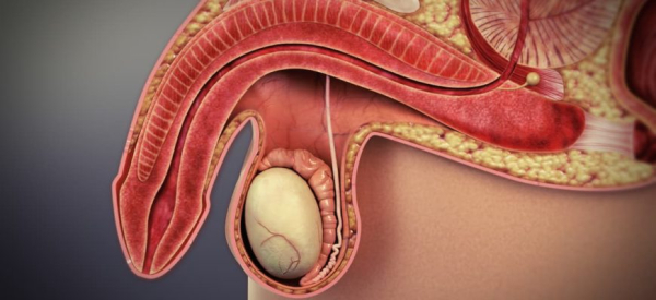 Лечение импотенции пиявками &mdash; что нужно знать мужчине