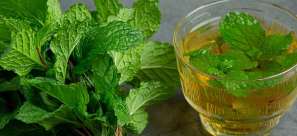 Мелисса &mdash; растение успокаивающее, полезное для мужской потенции