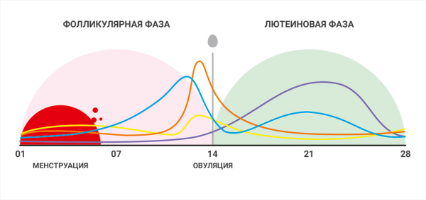 На какой день цикла сдаются анализы на прогестерон