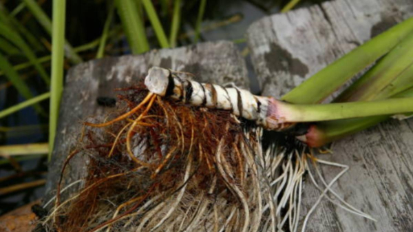 Аир болотный &mdash; полезное для потенции и мужского здоровья растение