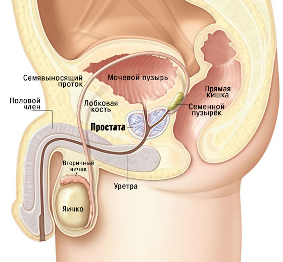 Лечение простатита и аденомы простаты голоданием у мужчин