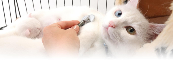 Что делать, если кот съел отравленную мышь