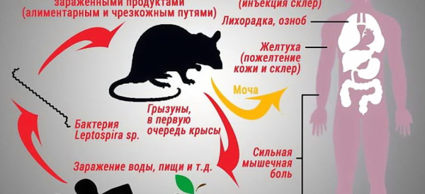 Снижающие мужскую потенцию продукты: 15 коварных &laquo;врагов&raquo; мужчины