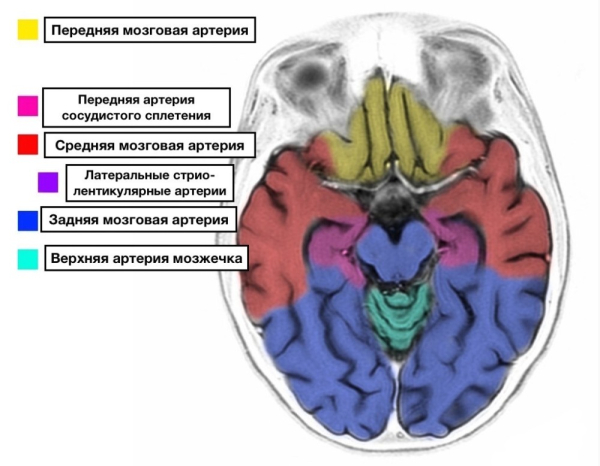 Анатомия цистерн головного мозга