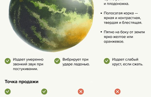 Полезность арбуза для мужского организма и его влияние на потенцию