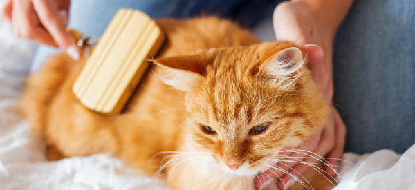 Что делать, если кот съел отравленную мышь