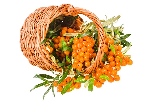 Влияние облепихи на здоровье мужчины: польза ягод и масла, вред и влияние на потенцию