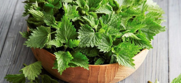 Крапива &mdash; как использовать семена растения для потенции