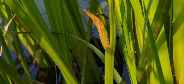 Аир болотный &mdash; полезное для потенции и мужского здоровья растение