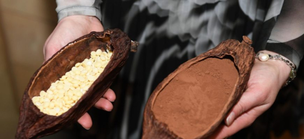 Полезные свойства какао для здоровья и потенции мужчин, противопоказания