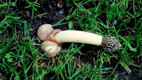 ВЕСЕЛКА &mdash; гриб для повышения потенции у мужчин