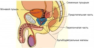 Что такое &laquo;мужская эякуляция&raquo;, как происходит, коррекция оргазма