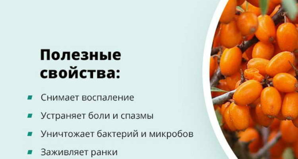 Влияние облепихи на здоровье мужчины: польза ягод и масла, вред и влияние на потенцию