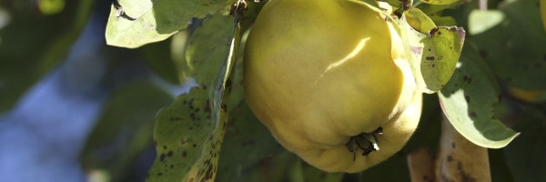 Айва для организма и потенции мужчины &mdash; польза и вред от употребления