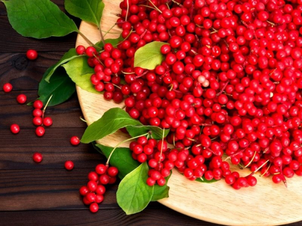 Лимонник и потенция: влияние растения на мужскую силу