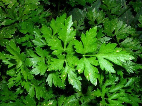 Петрушка для улучшения потенции: полезность и прием