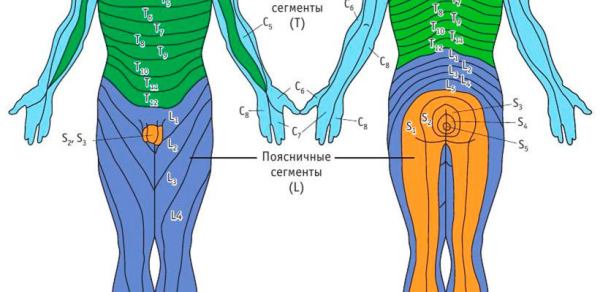 Корешковый синдром шейного отдела позвоночника: симптомы и лечение