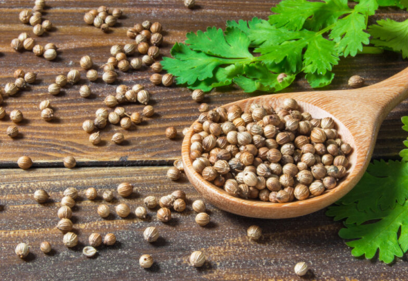 Лечебные свойства и противопоказания кинзы для организма мужчины