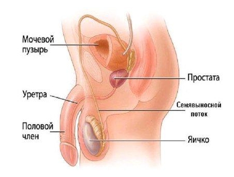 Как принимать Но-шпу при воспалении и аденоме предстательной железы