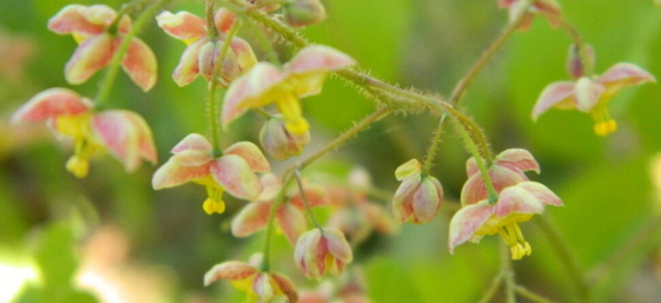 Трава горянка &ndash; эффективное народное средство для потенции