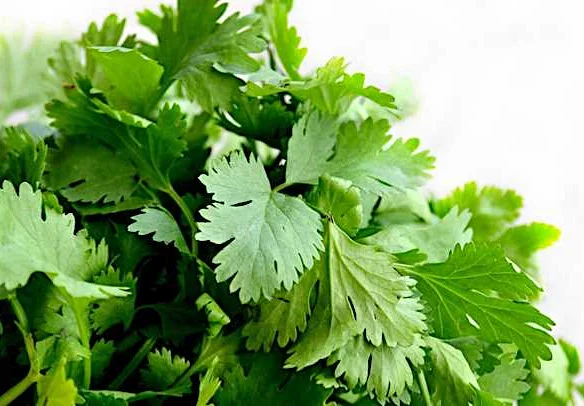 Мужская потенция и петрушка: ценность для сохранения половой силы