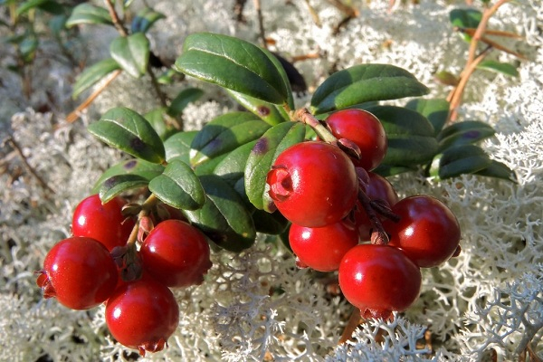 Брусника для организма и потенции мужчины: польза и вред, рецепты, отзывы