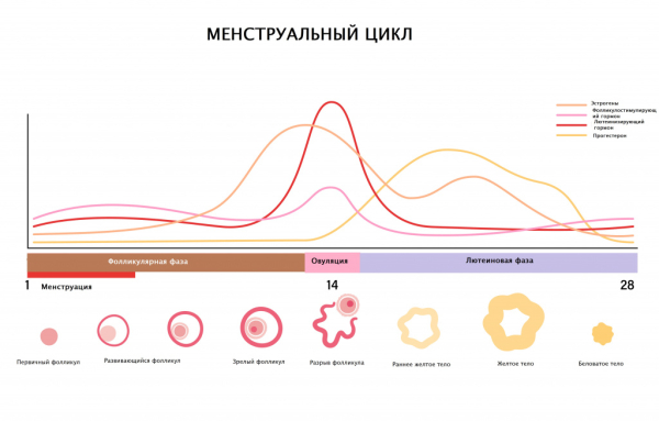 На какой день цикла сдаются анализы на прогестерон