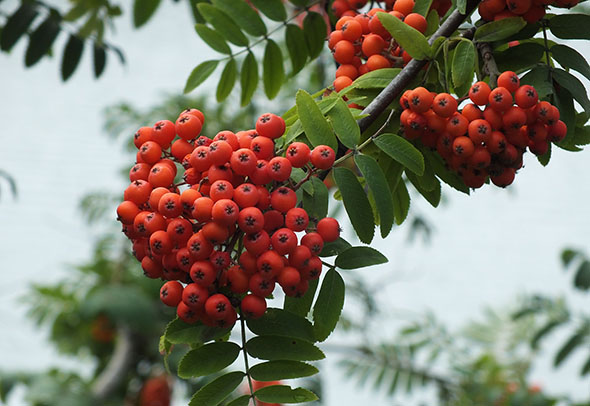 Брусника для организма и потенции мужчины: польза и вред, рецепты, отзывы