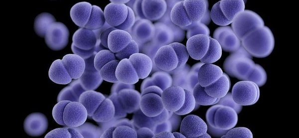 Энтерококк фекальный у мужчин: причины, лечение и профилактика