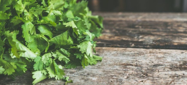 Лечебные свойства и противопоказания кинзы для организма мужчины