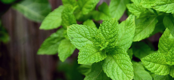 Влияние ментола на потенцию мужчины: польза или вред?