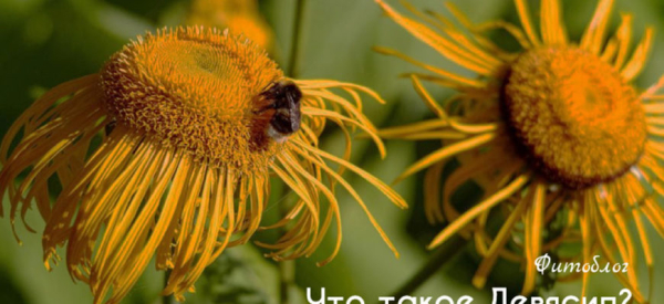 Польза и вред девясила для здоровья мужчины, влияние корня на потенцию