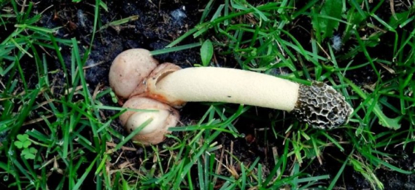 ВЕСЕЛКА &mdash; гриб для повышения потенции у мужчин