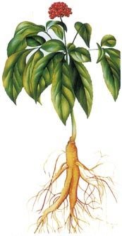 Трава горянка &ndash; эффективное народное средство для потенции