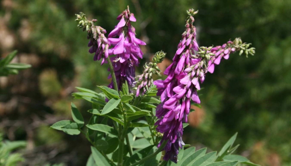 10 свойств, чем полезен красный корень для мужчин, влияние на потенцию