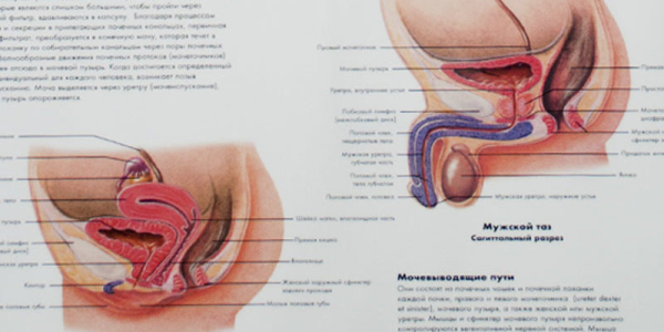 Простатит у детей &mdash; причины, симптомы, лечение и профилактика