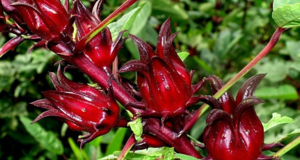 Каркаде &mdash; противопоказания и полезные свойства для мужчин