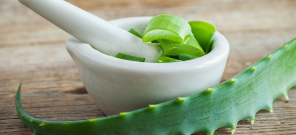 Как применять алоэ для повышения потенции &ndash; лучшие рецепты