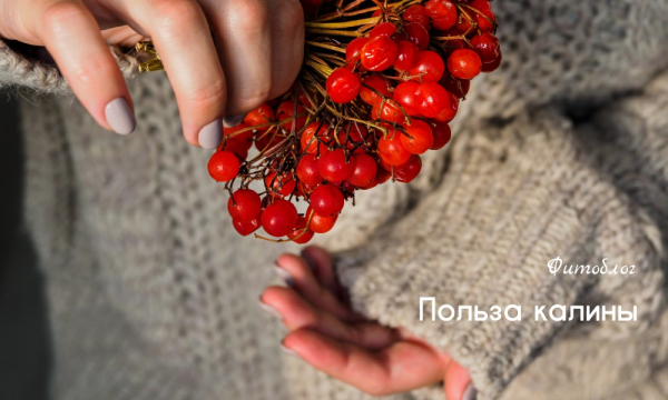 Польза и вред калины красной для здоровья и потенции мужчин